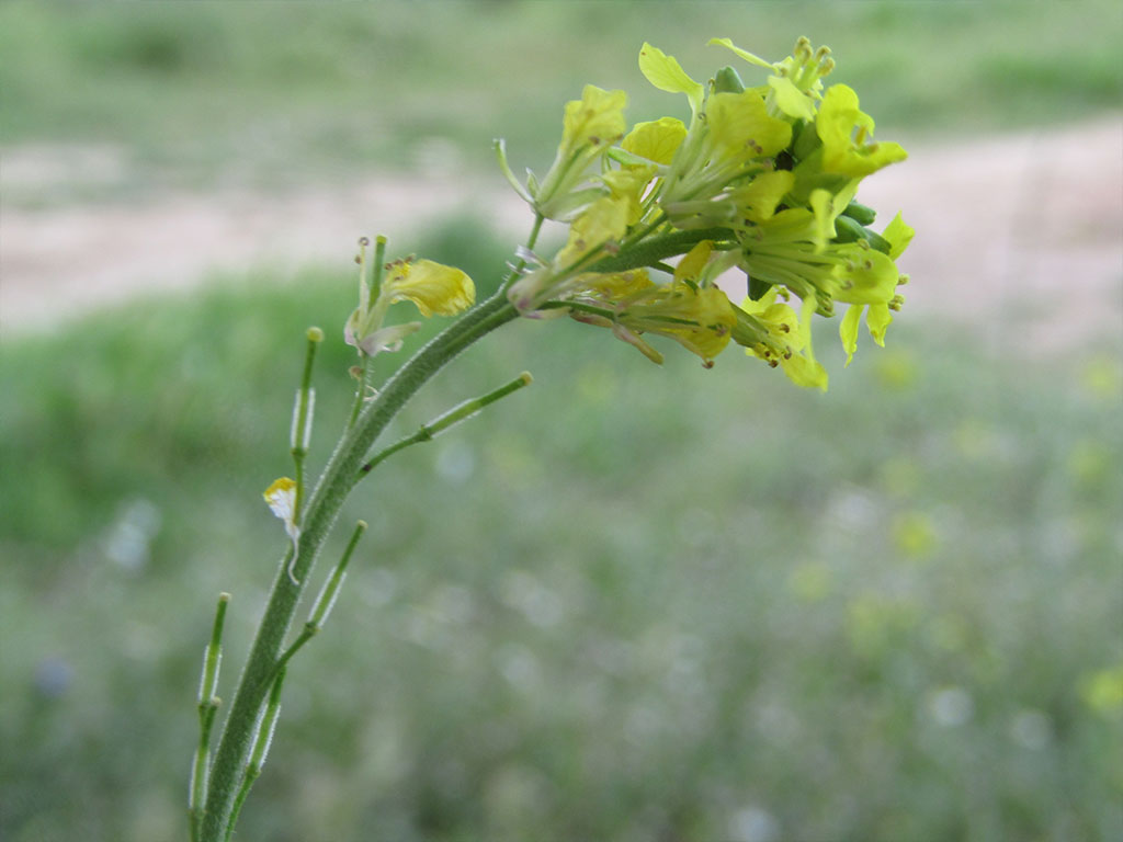 Hirschfeldia Incana (Rabaniza Amarilla)