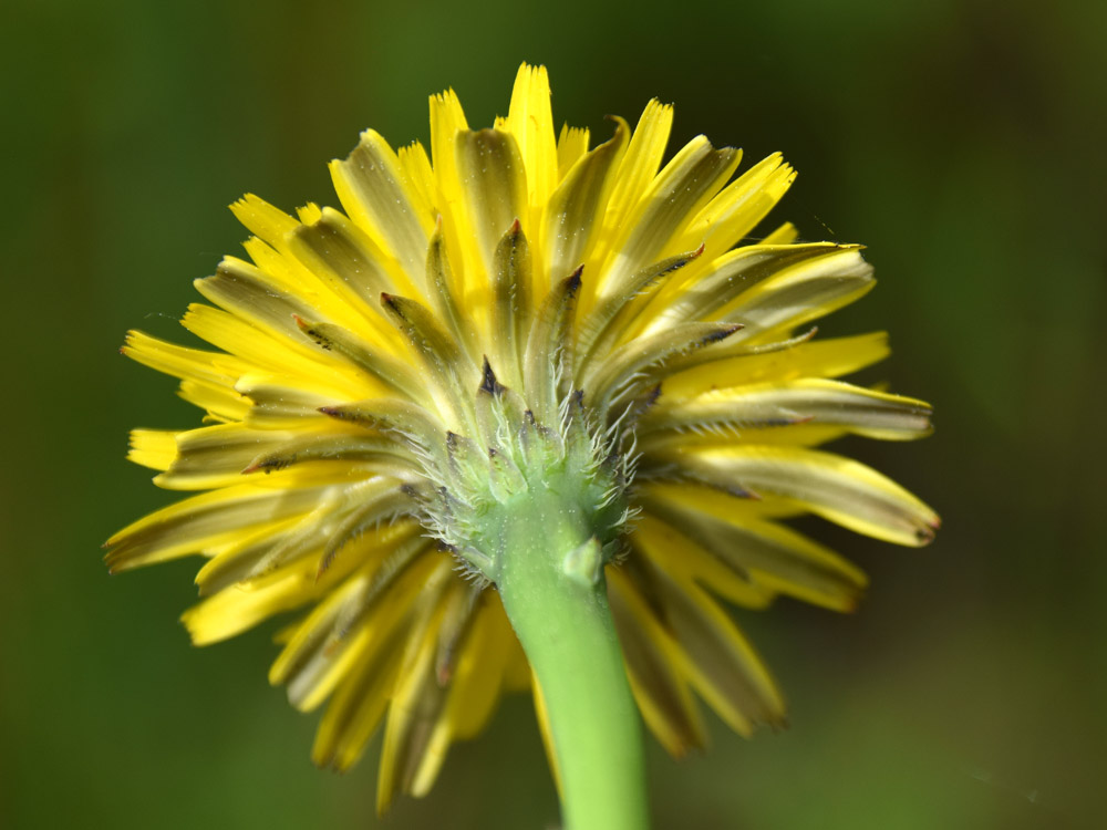 Hypochaeris Radicata (Roseta)