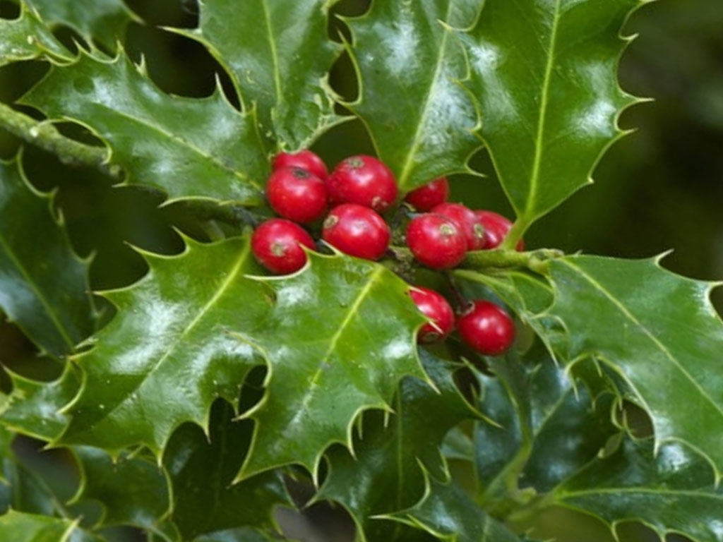 Ilex Aquifolium (Acebo)