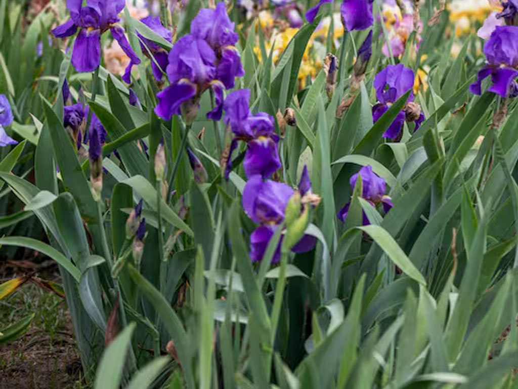 Iris Germanica (Lirio)