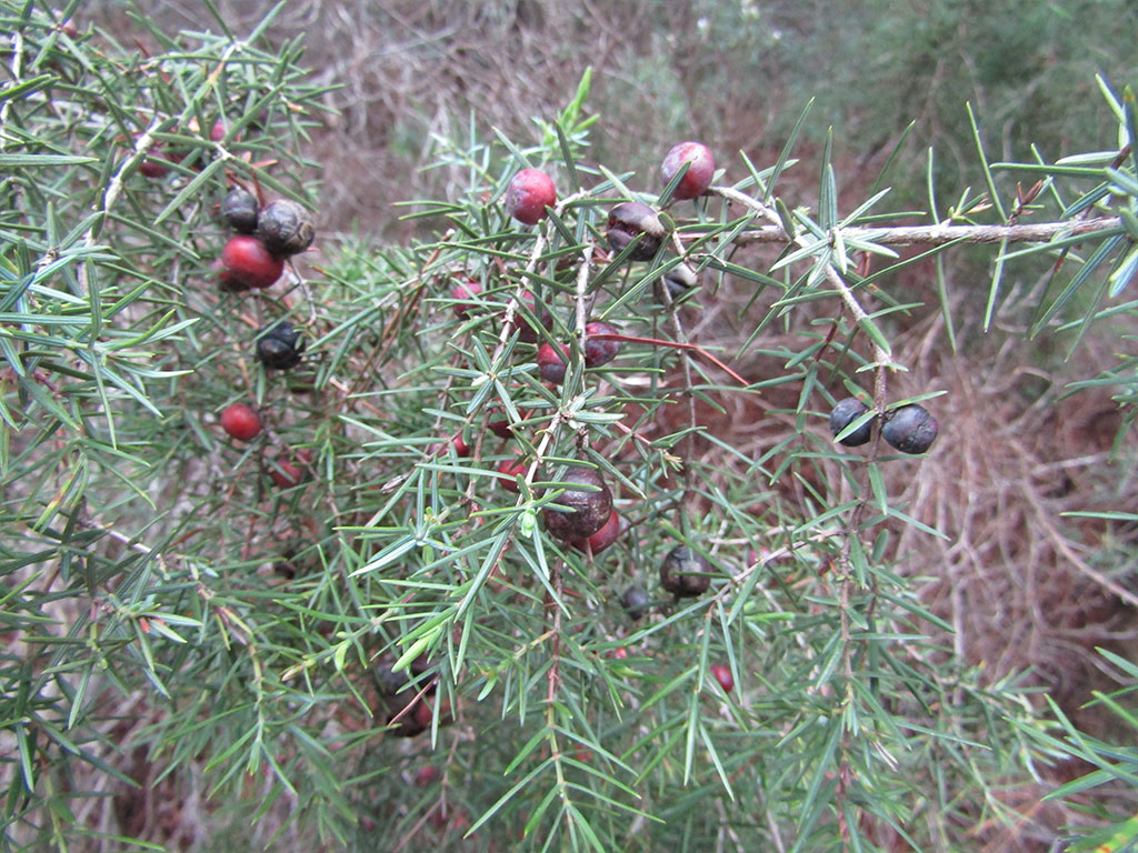 Juniperus Comunis (Enebro)