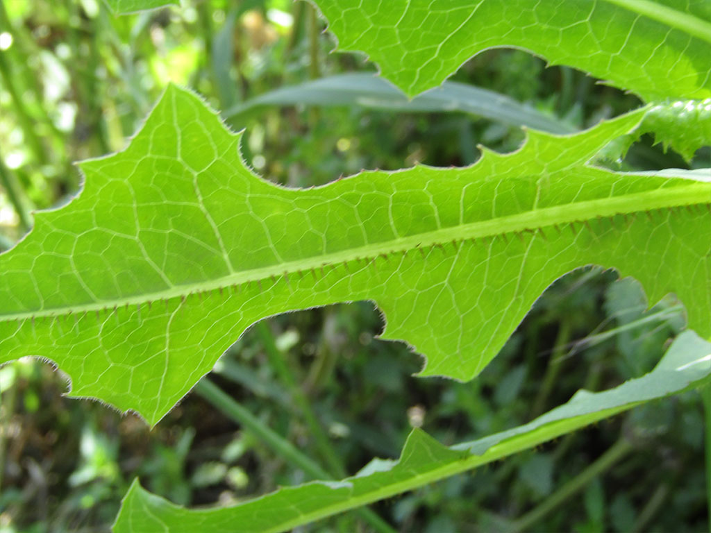 Lactuca Serriola(Achicorias)