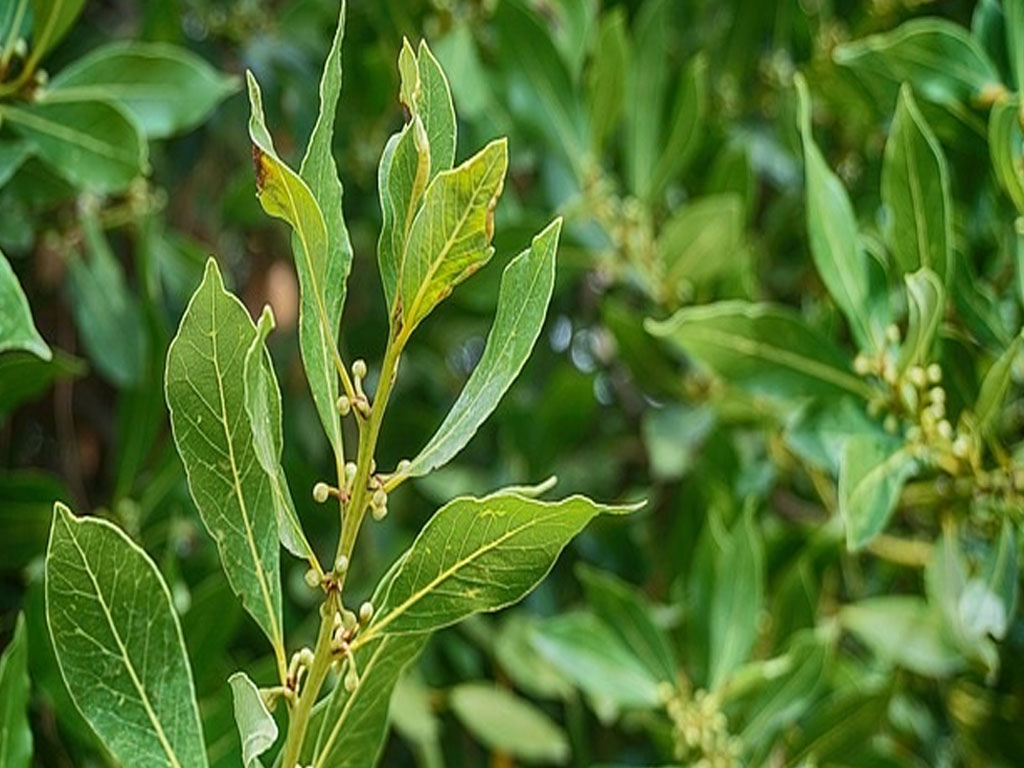 Laurus Nobilis (Laurel)