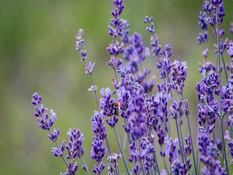 Lavandula Angustifolia (Lavanda)