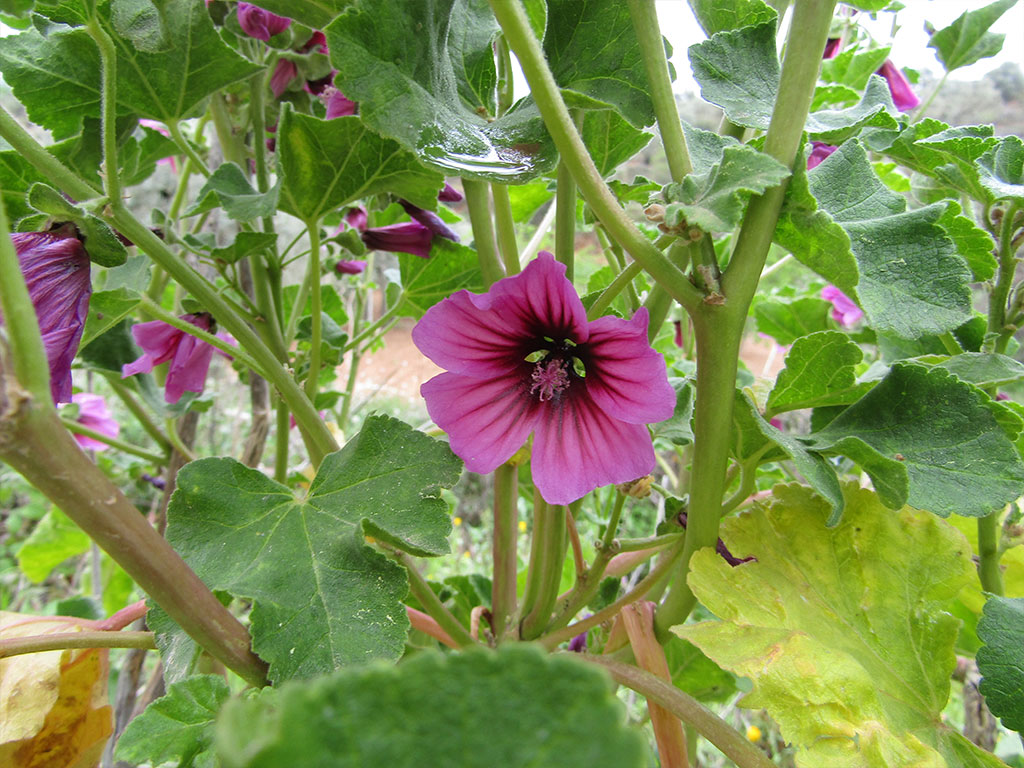 Lavatera Arborea (Malva)