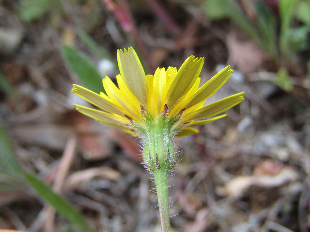 Leontodon Taraxacoides (Pequeño diente de león)