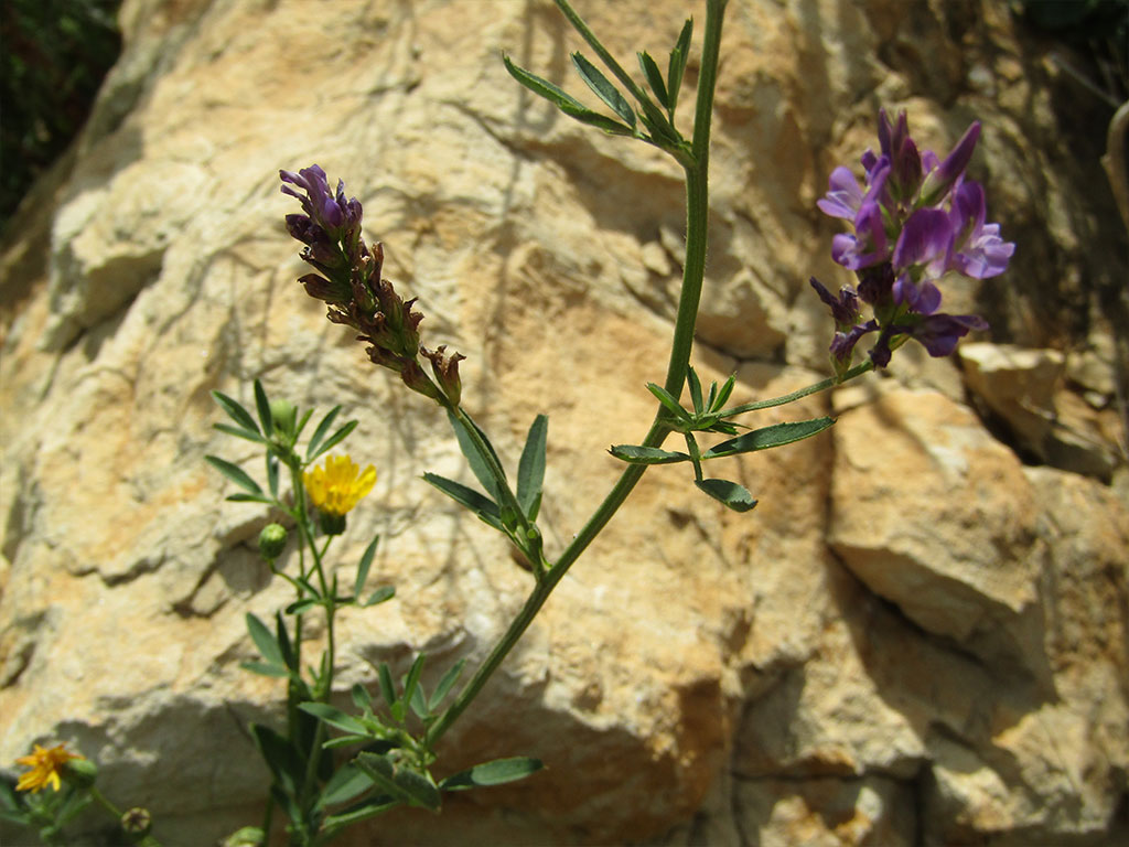 Medicago Sativa (Alfalfa)