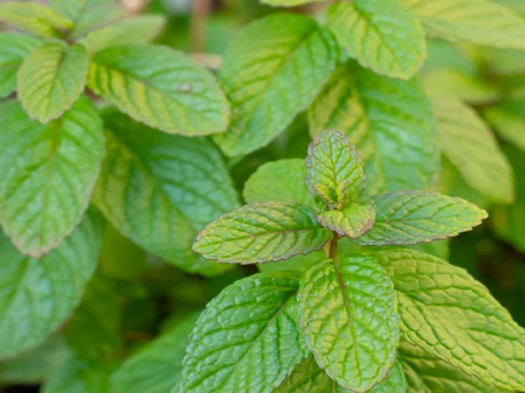 Mentha Spicata (Menta)