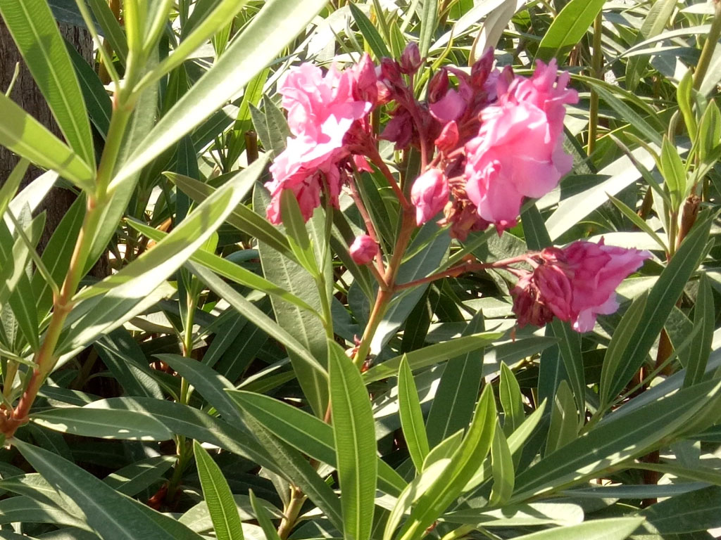Nerium Oleander (Adelfa)