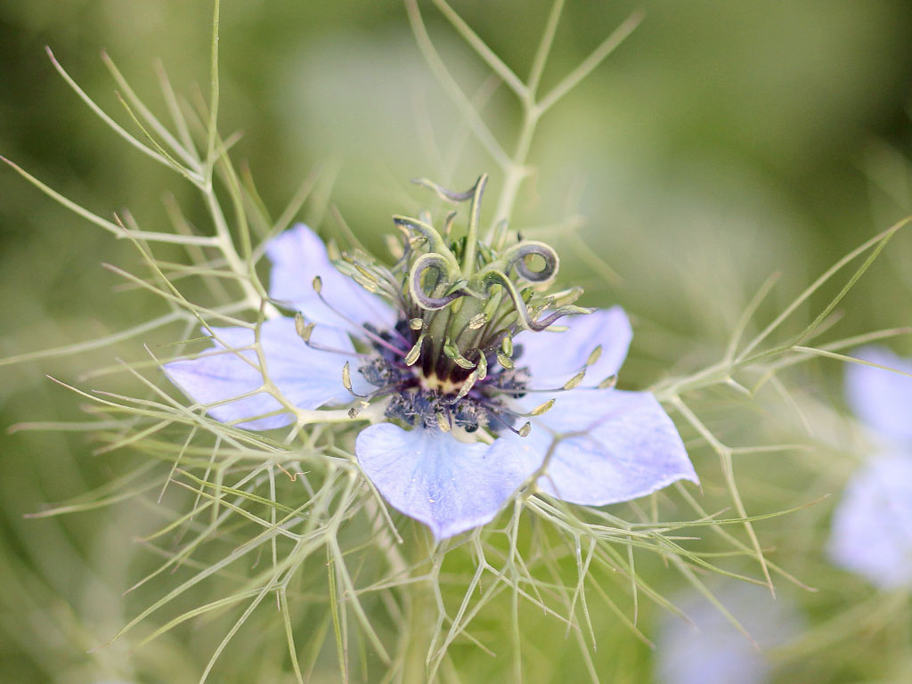 Nigella Damascena (Flor Araña)
