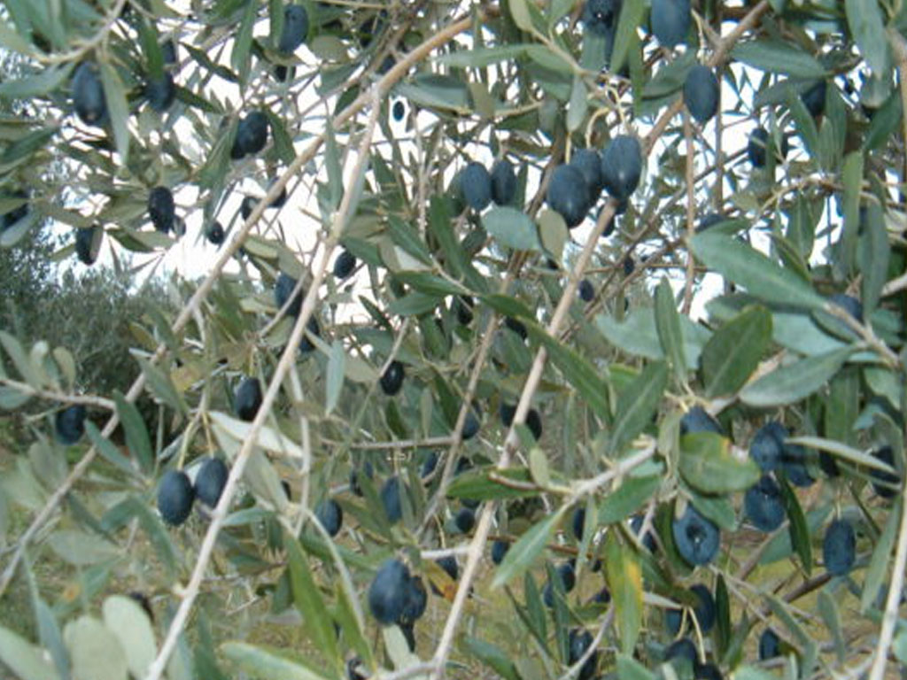 Olea Europea (Olivo)