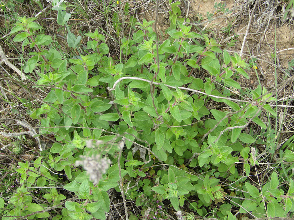 Origanum vulgare(Orégano)