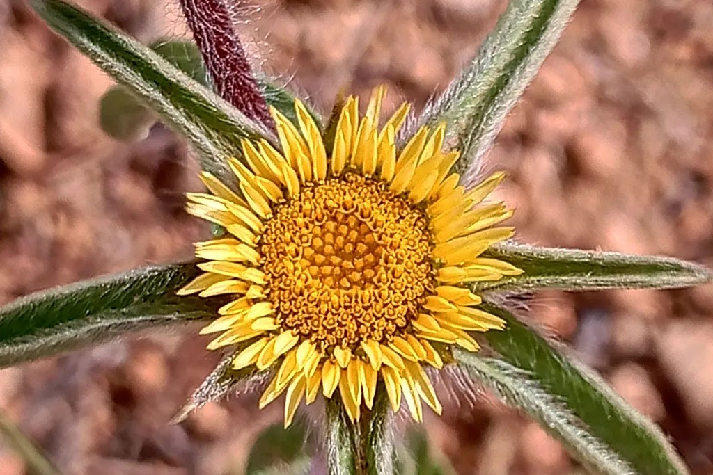 Pallenis Spinosa (Cardo estrellano)