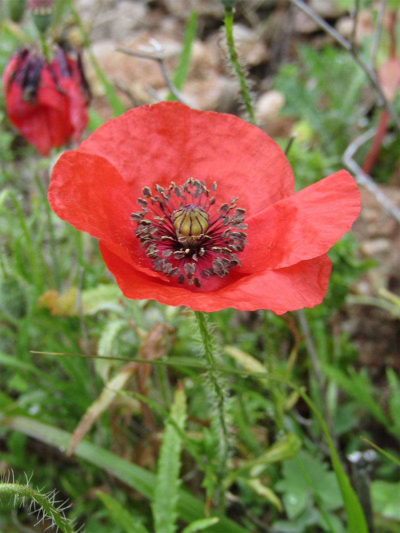 Papaver Rhoeas (Amapola)