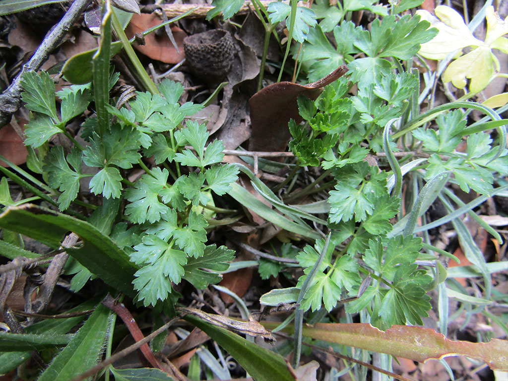 Petroselinum Crispum. (Perejil)