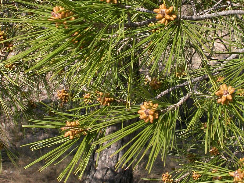 Pinus Halepensis (Pino blanco)