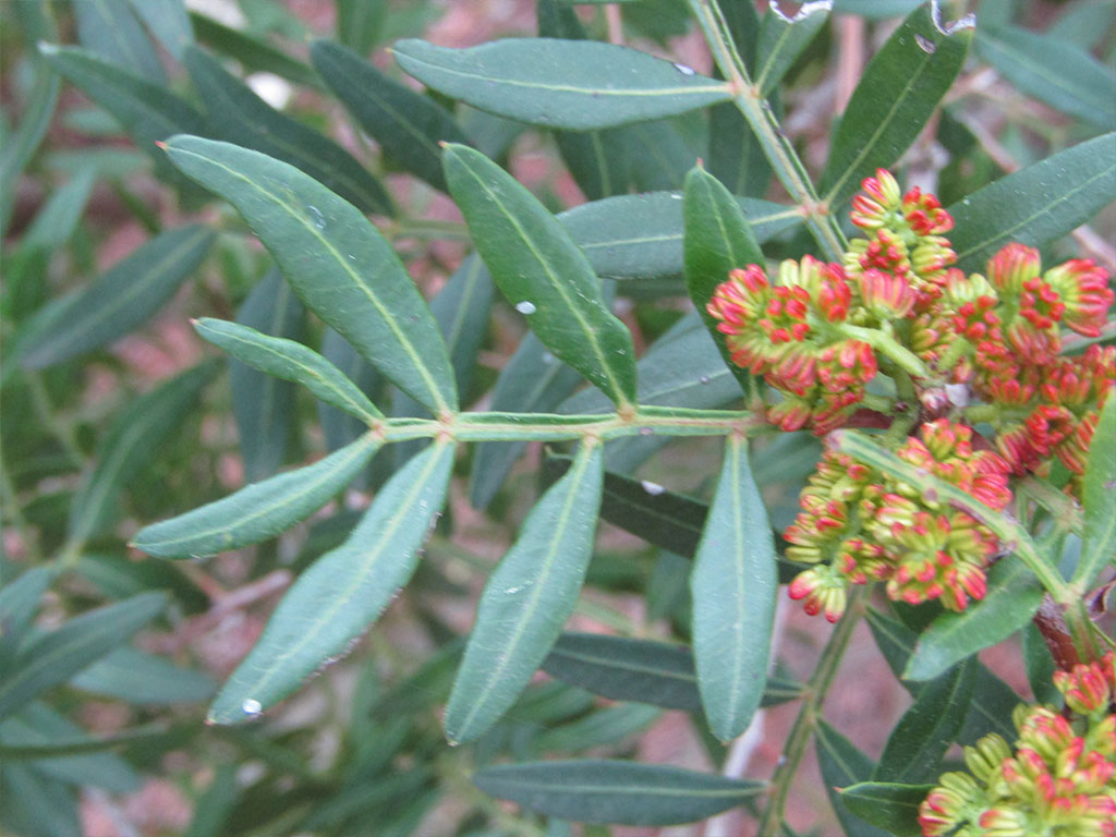 Pistacia Lentiscus (Pistacea)
