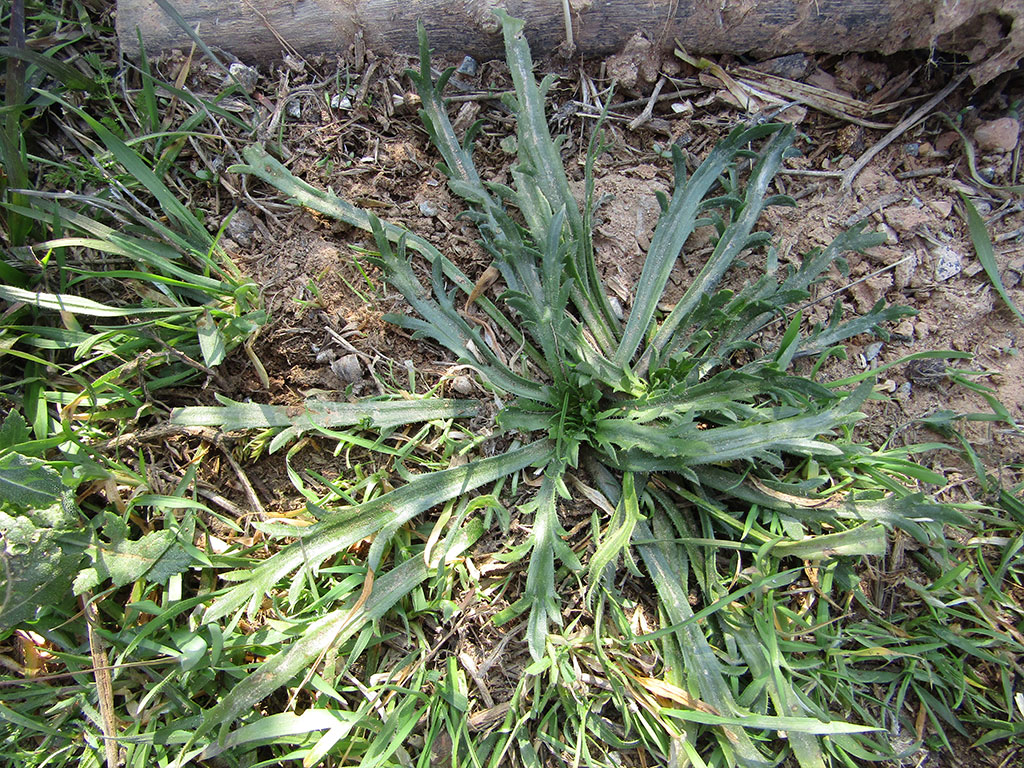 Plantago Coronopus. (Hierba Estrella)