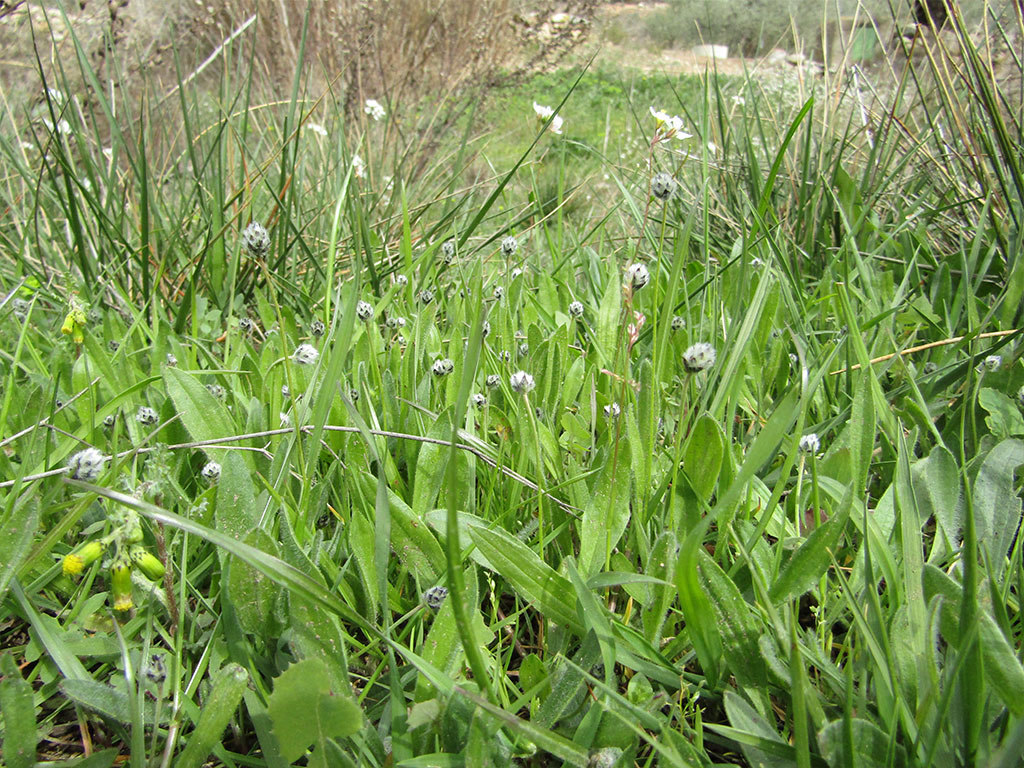 Plantago Lagopus (Llantén Menor)