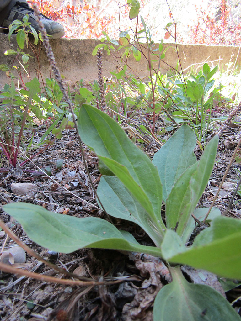 Plantago Major (Llantén Mayor