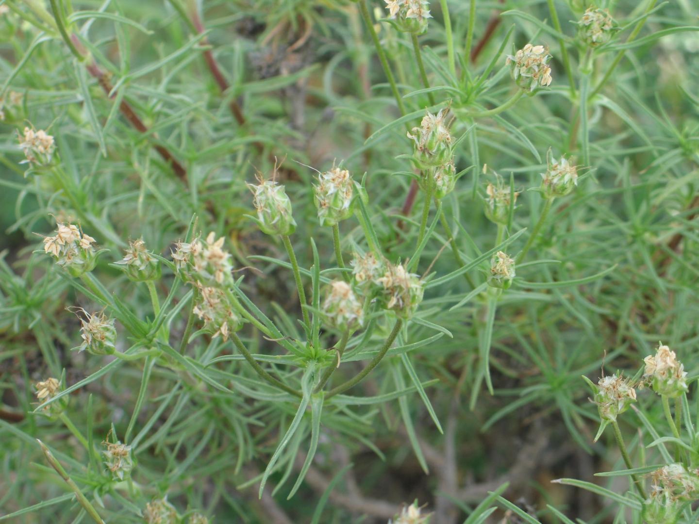 Plantago Sempervirens (Llanten)