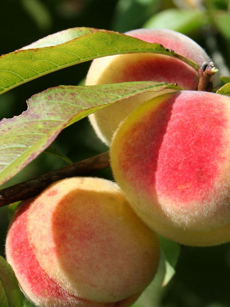 Prunus Persica (Melocotonero)