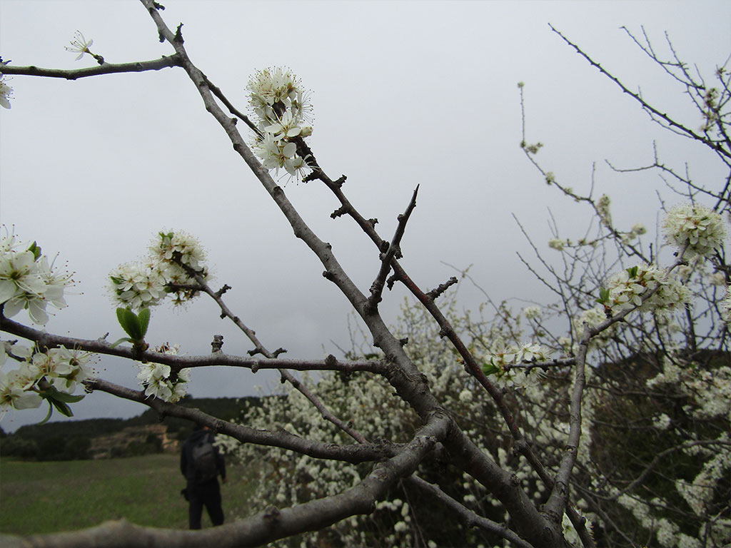 Prunus Spinosa(Endrino)