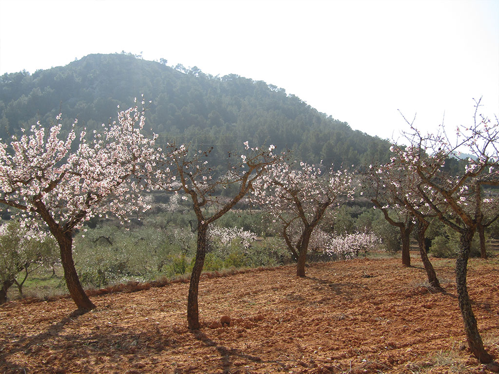 Prunus Dulcis (Almendro)
