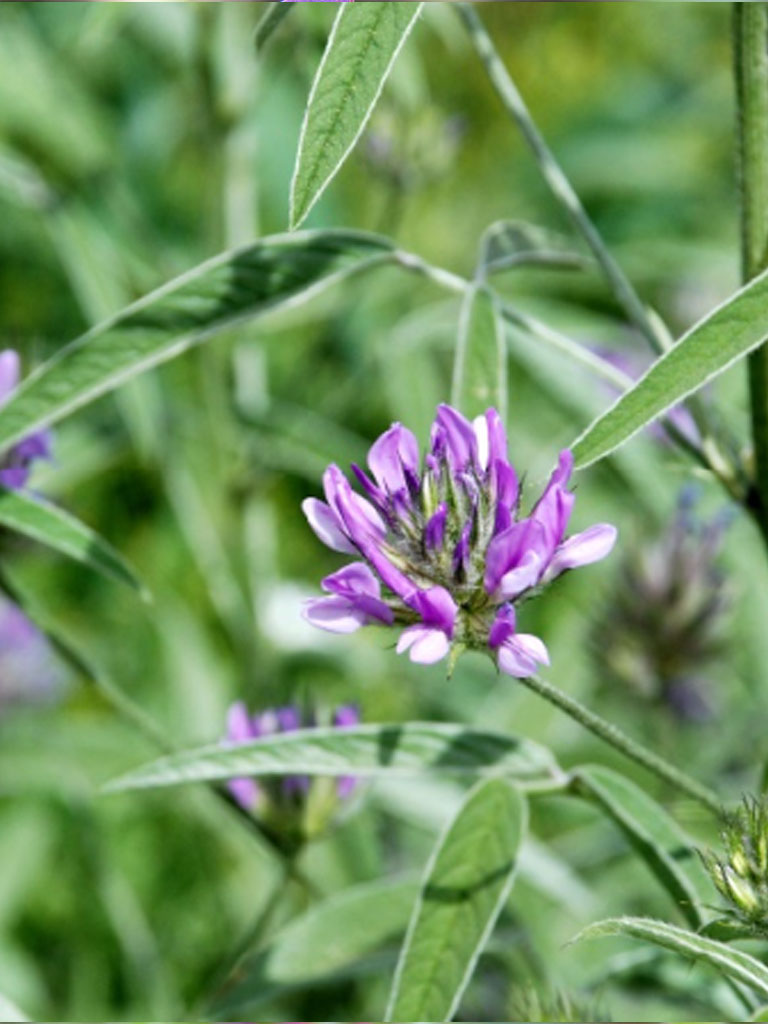Psoraela Bituminosa (Bituminaria)