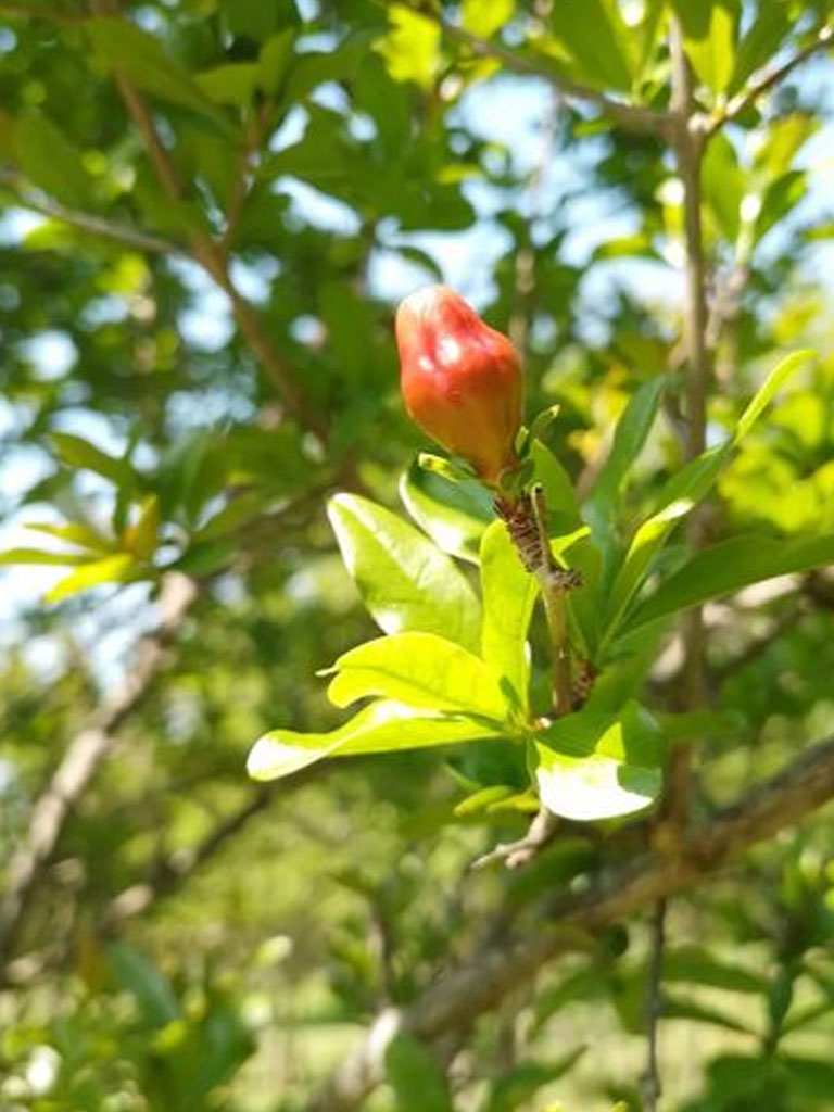 Punica Granatum (Granado)