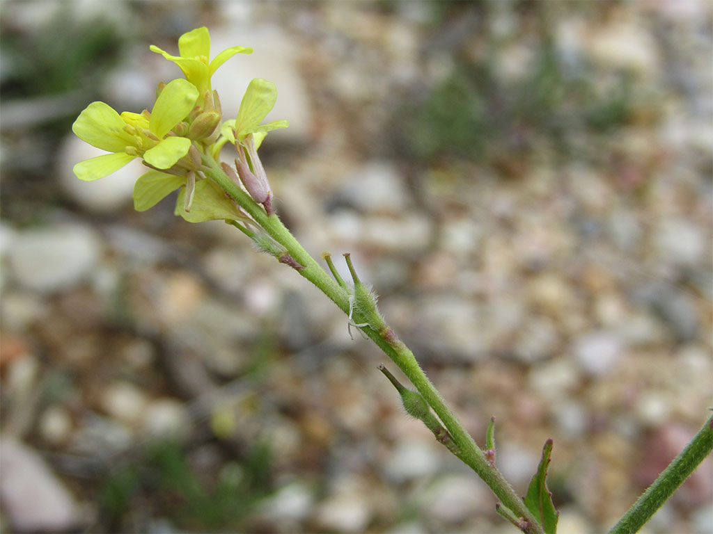 Rapistrum Rugosum (Mostacilla)