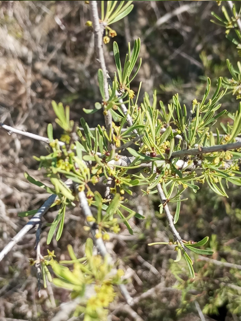 Rhamnus Lycioides (Espino)