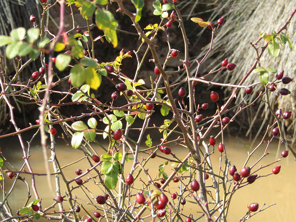 Rosa canina (Rosal)