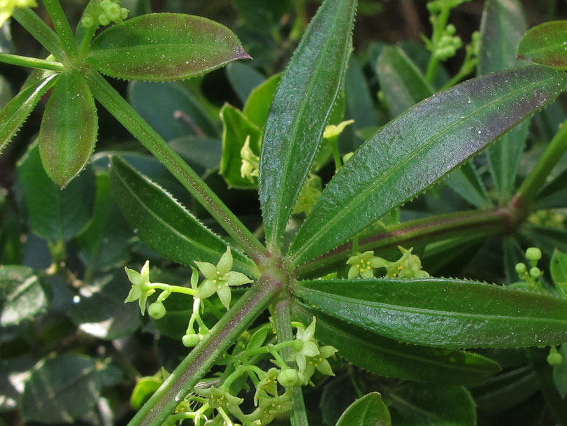 Rubia Peregrina (Agarraropa)