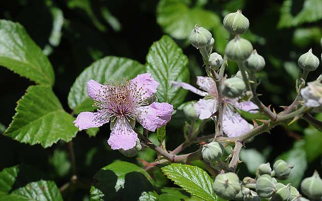 Rubus Ulmifolus (Zarzamora)