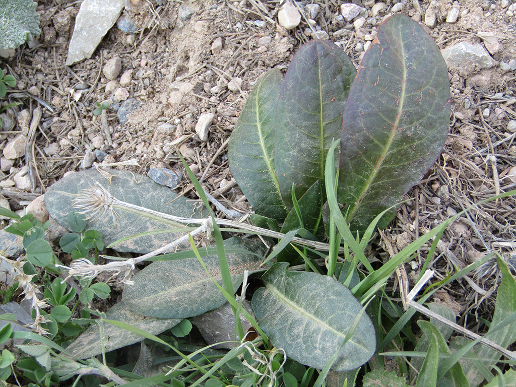 Rumex Obtusifolius (Romaza)