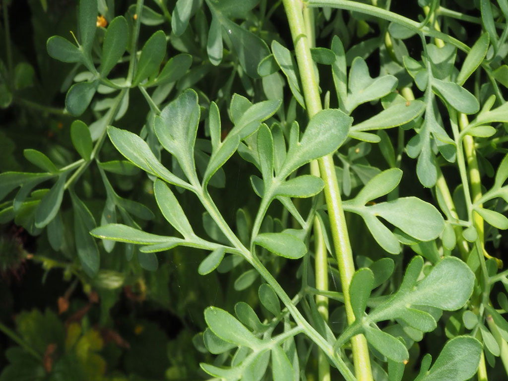 Ruta Graveolens (Ruda)