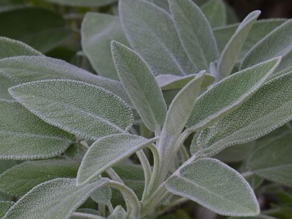 Salvia Officinalis (Salvia)