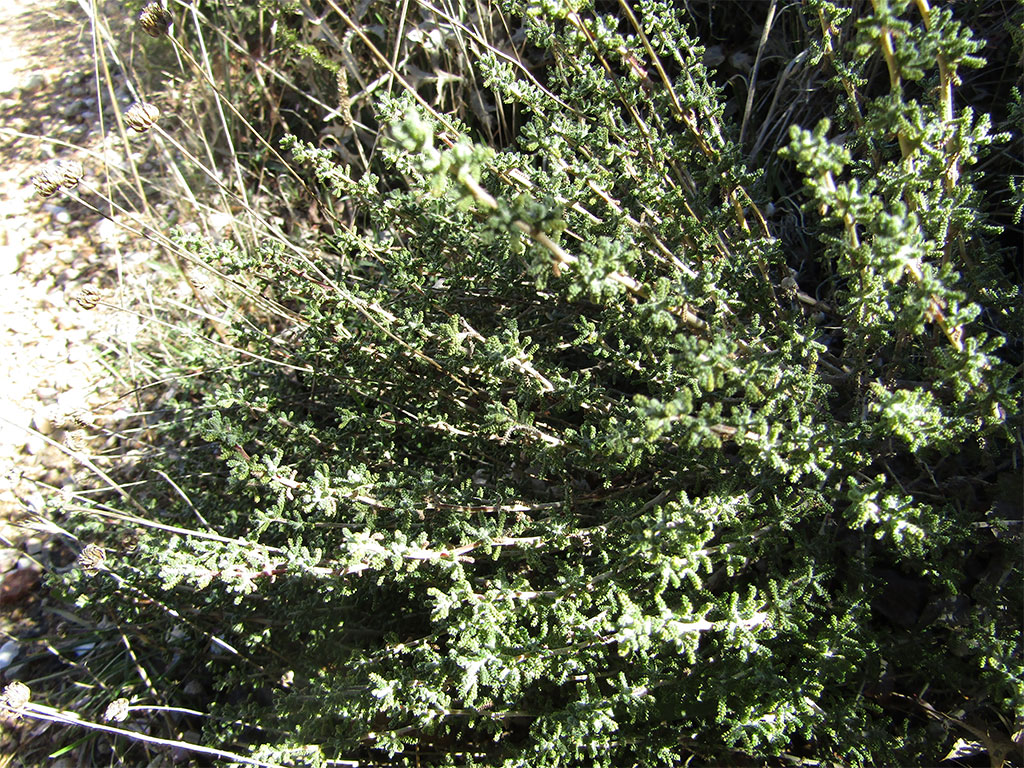 Santolina Chamaecyparissus (Santolina)