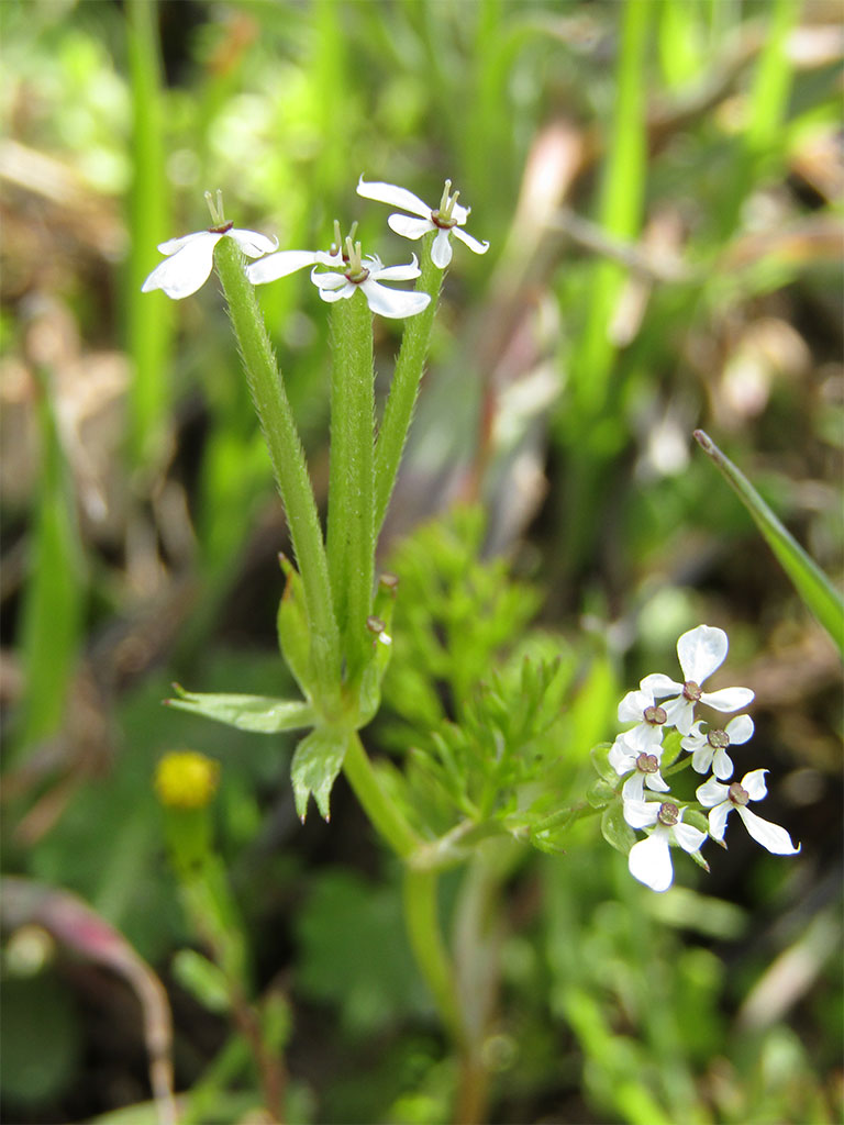 Scandix Australis. (Agulloles)