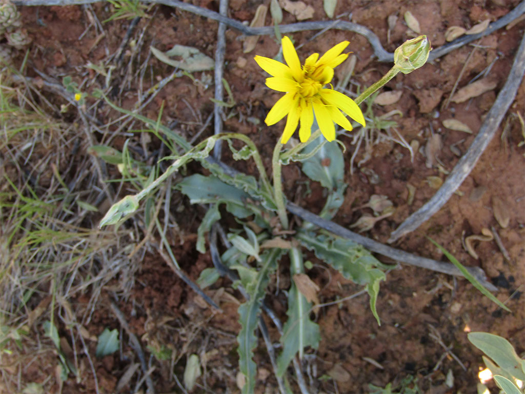 Scorzonera Hispanica. (Salsifí negro)