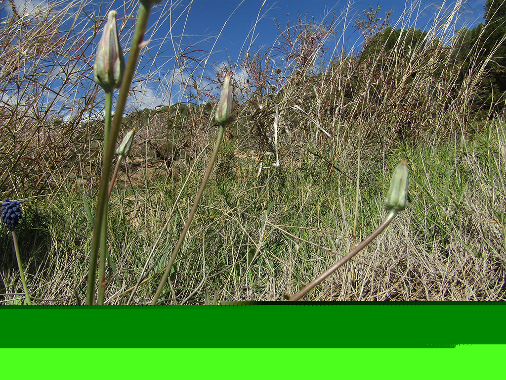 Scorzonera Laciniata (Escorzonera)