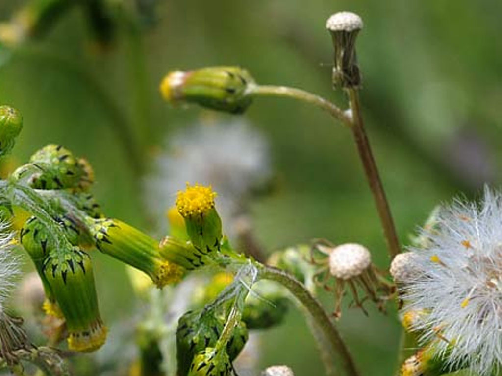 Senecio Vulgaris (Senecio)