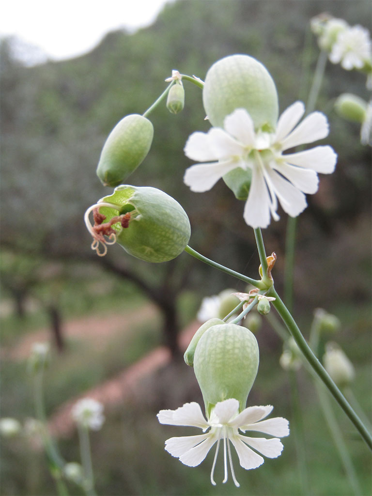 Silene Vulgaris (Colleja)