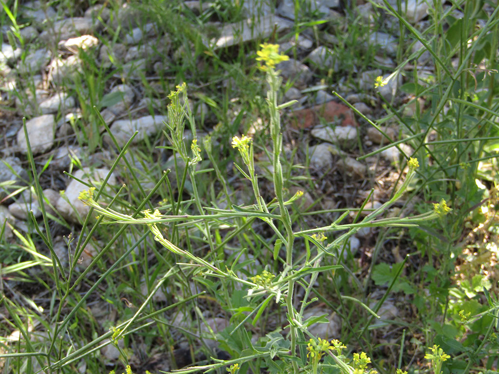 Sisymbrium Officinale (Erísimo)
