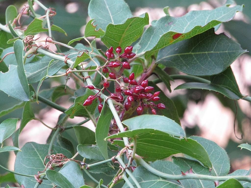 Smilax Aspera (Zarzaparrilla)