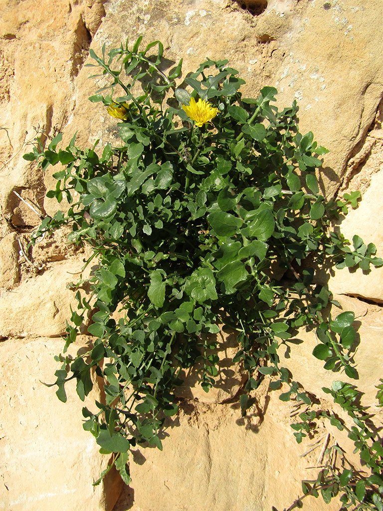 Sonchus Tenerrimus (Cerraja Menuda)