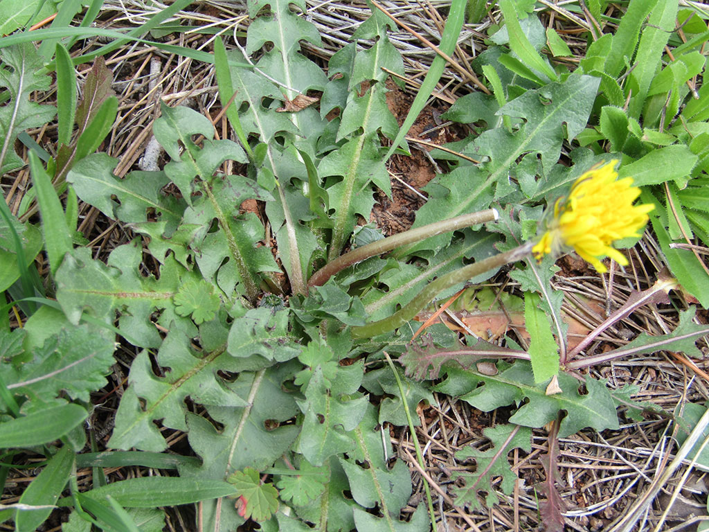 Taraxacum Laevigatum (Diente de león de roca)