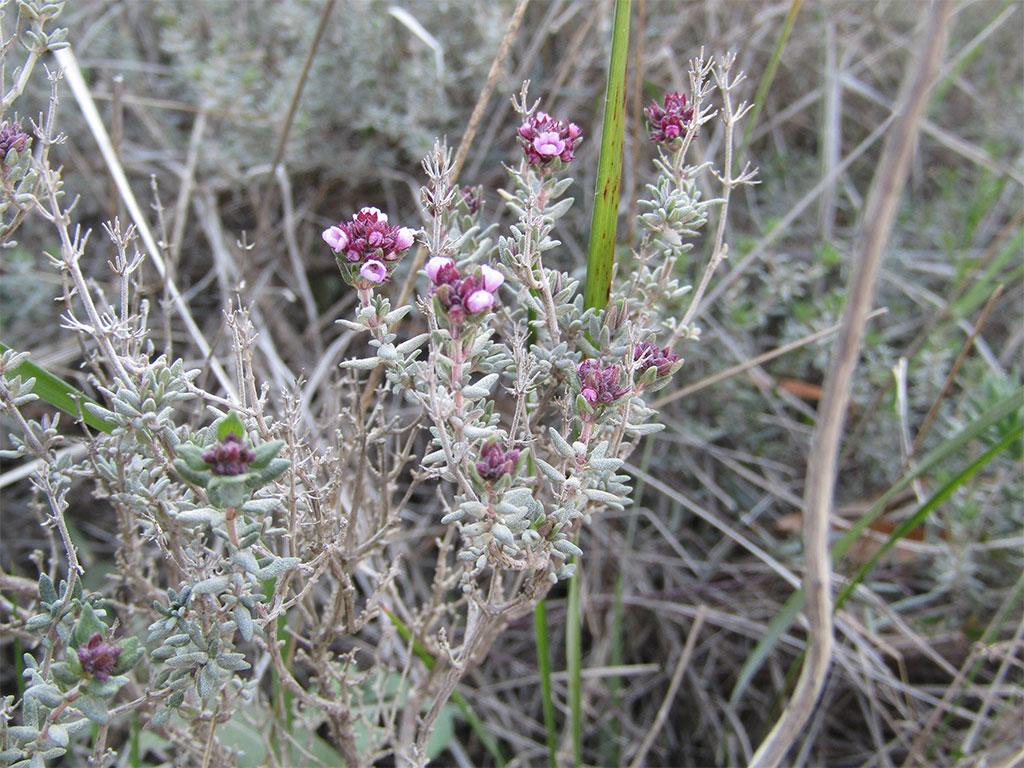 Thymus Vulgare (Tomillo)