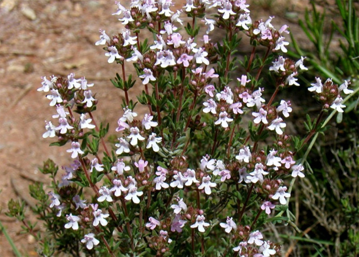 Thymus Vulgaris (Tomillo)